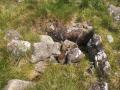 glenalmond05.jpg